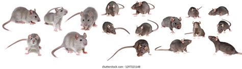 1,349 Ugly Rat Images, Stock Photos, 3D objects,